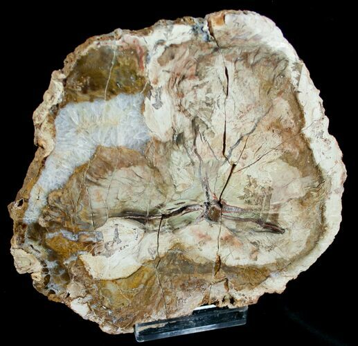 Bargain Araucaria Petrified Wood Slab - x #6761
